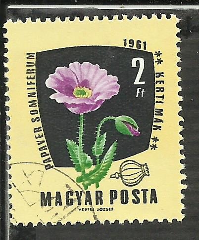 Papaver somniferus