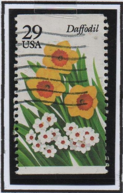 Narcisos