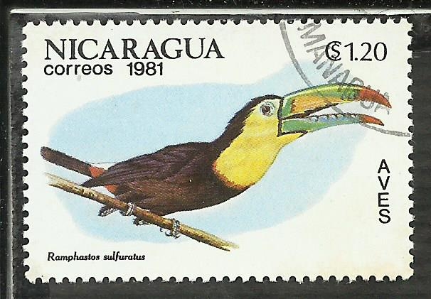 Ramphastos Sulfuratus