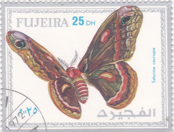 Mariposa