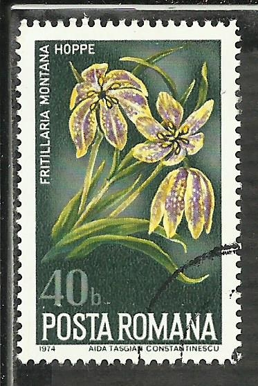 Fritillaria Montana