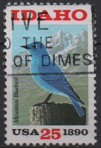 Mountain Bluebird Sawtooth