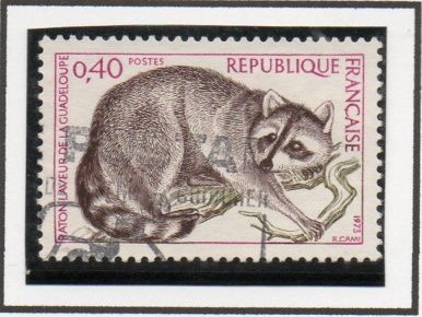 Raccon Guadalupe