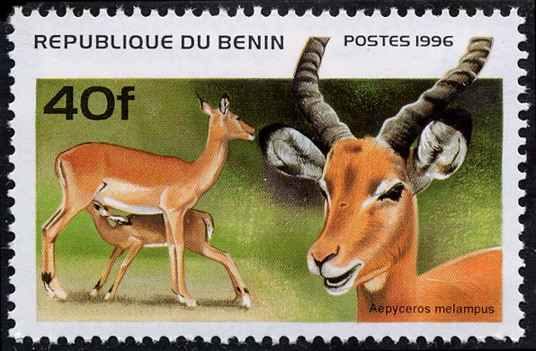 Antilopes