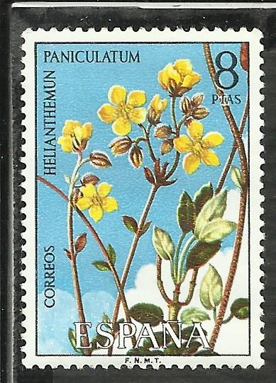 Helianthemun Paniculatum