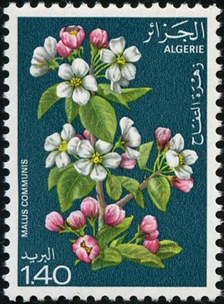 árboles en flor, manzana