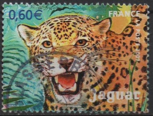 Jaguar