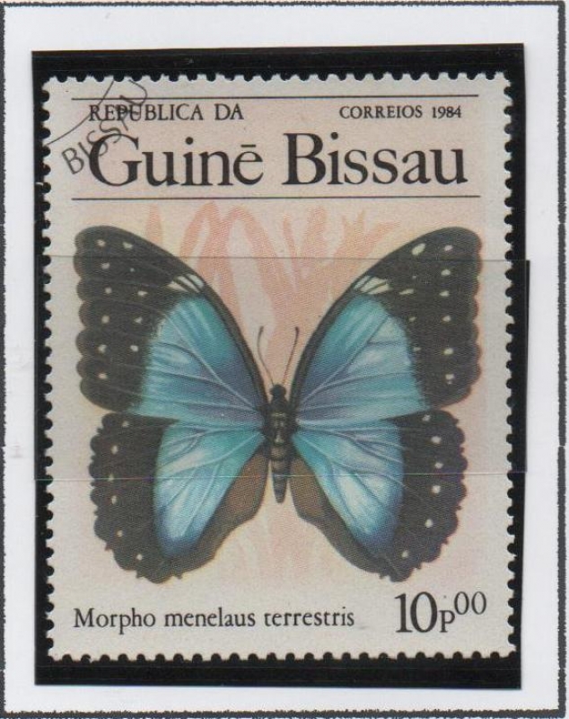 Mariposas, Terrstris menelaus Morpho