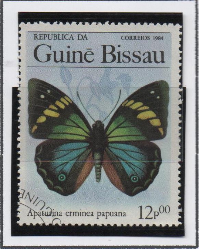 Mariposas, Apaturina erminea papuana