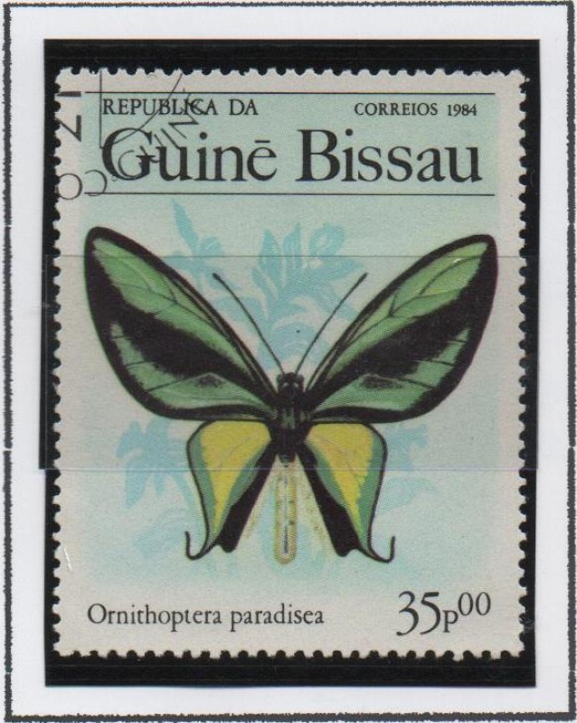 Mariposas, Paradisea Ornithoptera