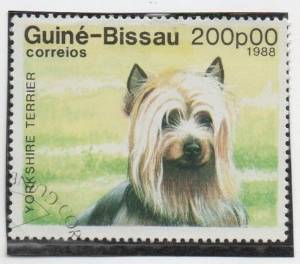 York Shire Terrier