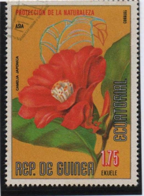 Camelia Japónica