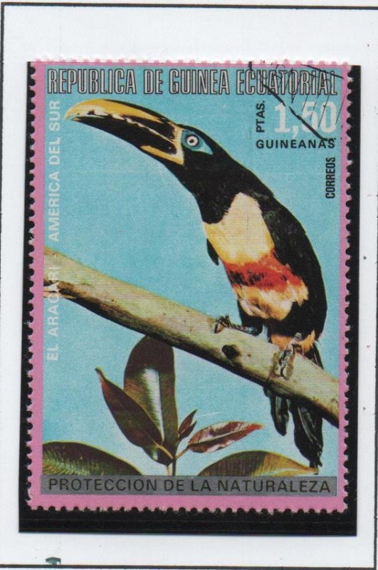 Pajaros d' Australia; El Aracari