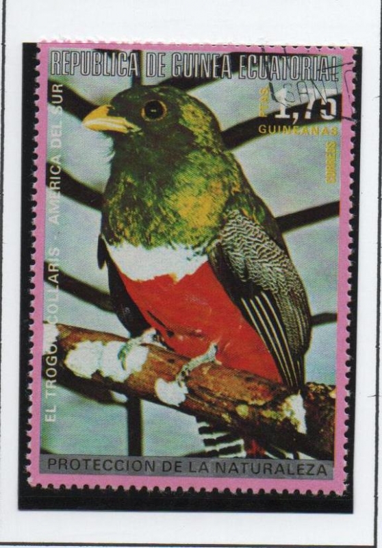 Pajaros d' Australia; Trogocallaris