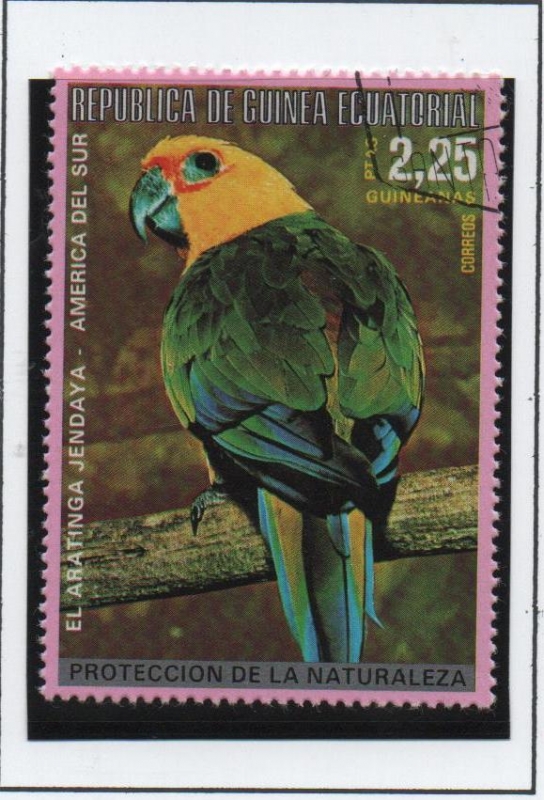 Pajaros d' Australia; Aratinga Jendaya