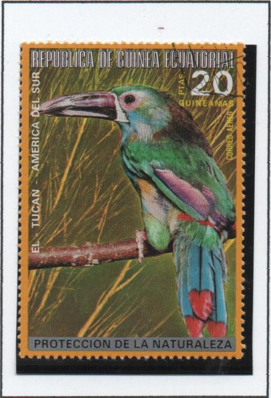 Pajaros d' Australia; Tucan