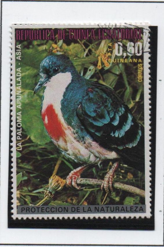 Pajaros d' Asia; Paloma Apunalada