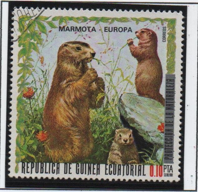 animales europeos. Marmota