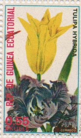 Tulipa hybrida