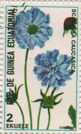 Scabiosa caucasica