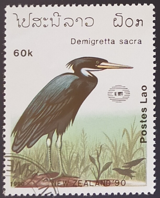 Egretta sacra