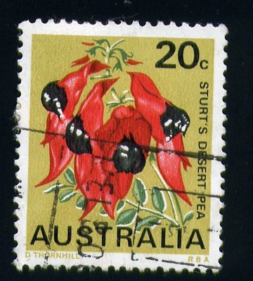 Sturt´s desert pea