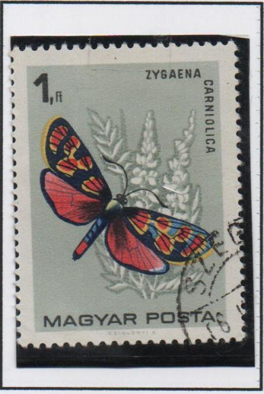 Zygaena Carniolica