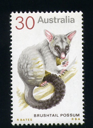 Brushtail possum