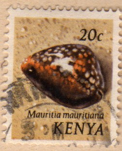 1971 Conchas marinas: Mauritia mauritiana