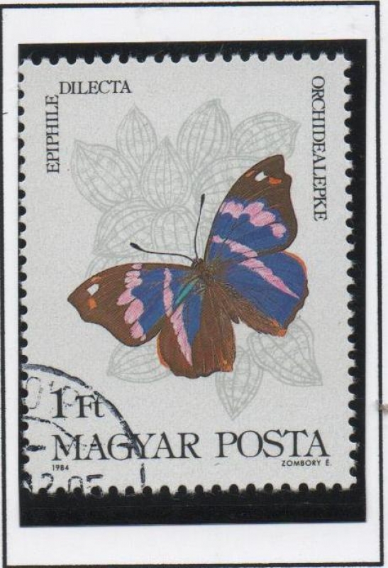 Mariposas, Epiphille dilecta