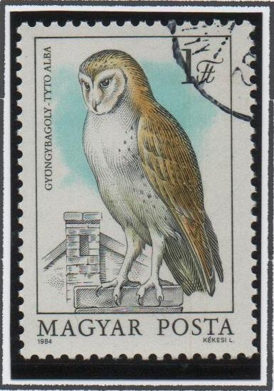 Buhos: Tyto alba