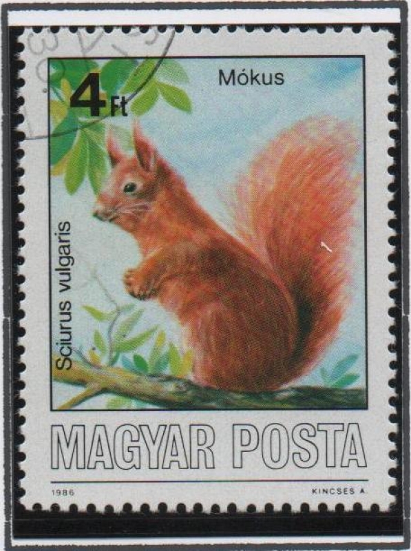 Sciurus vulgaris