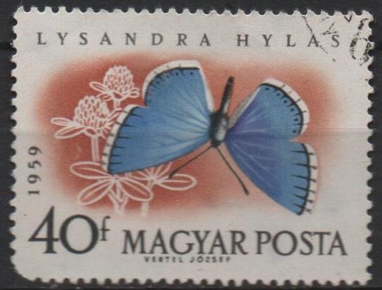 Mariposas. Lysandra hylas