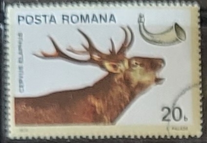 Animales - Cervus elaphus