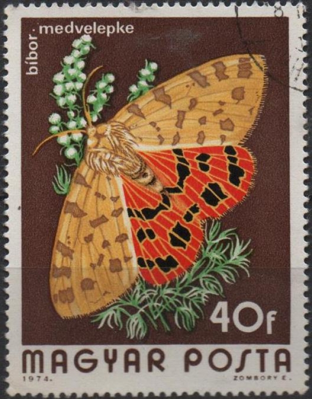 Mariposas: Rhyparia Purpurata