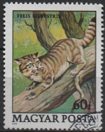 Protecion d' l' Fauna: Gato Salvaje