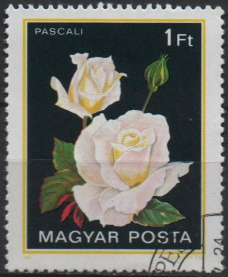 Rosas. Pascali