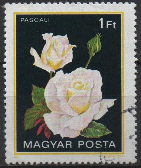 Rosas. Pascali