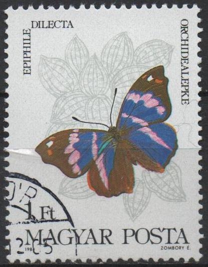 Mariposas, Epiphille dilecta