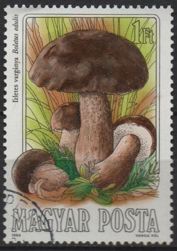 Setas comestibles: Boletus Edulis