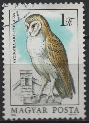 Buhos: Tyto alba