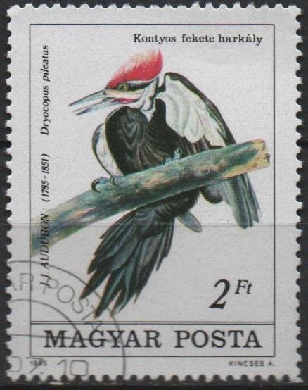 Pileatus d' Drocopus