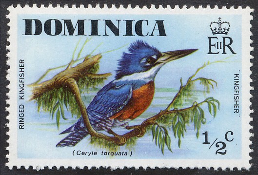 pajaros