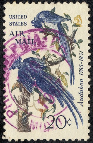 pajaros