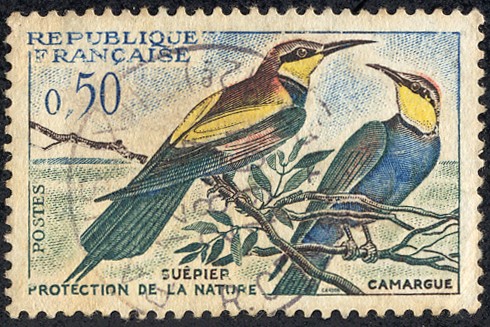 pajaros