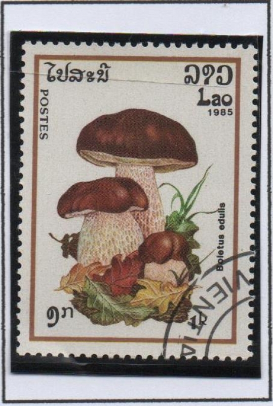 Hongos; Boletus Edulis