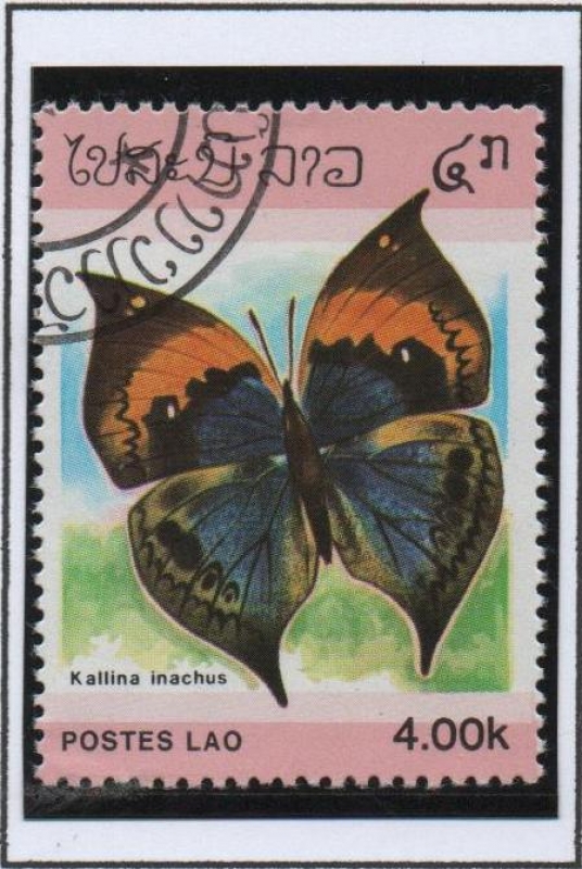 Mariposas, Kallina inachus