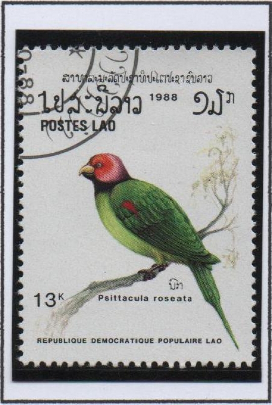 Pájaros, Cotorra carirrosa