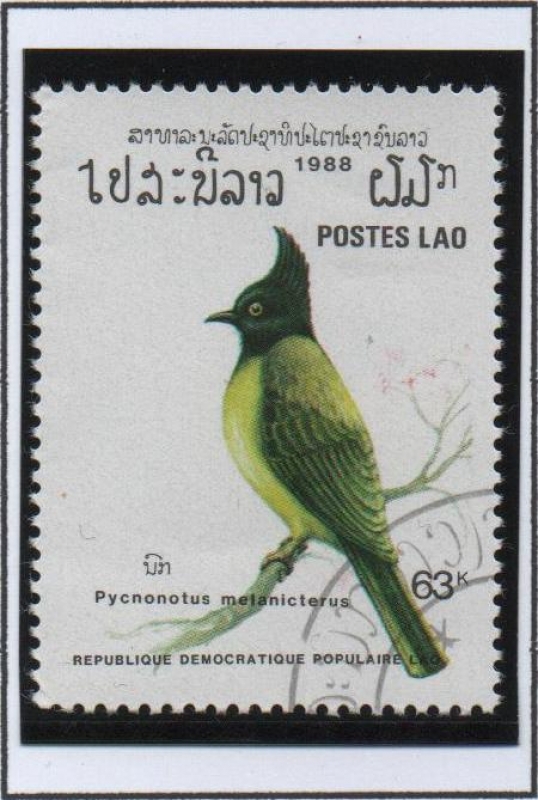 Pájaros,Bulbul carinegro