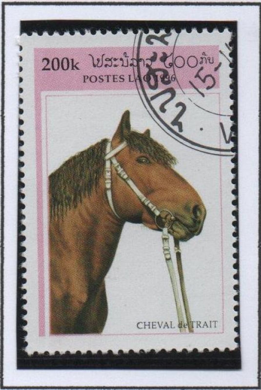 Caballos d' Tiro